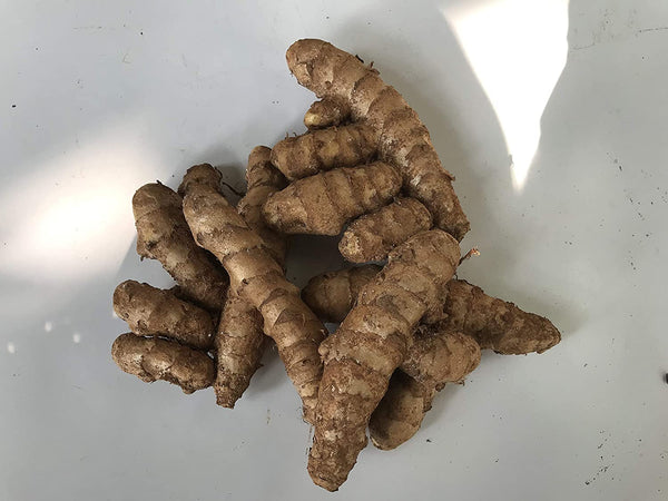 Kasturi Manjal Vithu | Rare Curcuma AROMATICA Wild Turmeric Rhizomes ( 800 g ) - Mini's Lifestyle Store- Buy Seeds in India