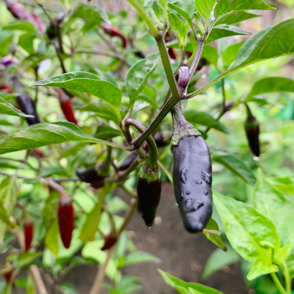 Royal Black Mulaku Seeds | Black Chilli - Mini's Lifestyle Store- Buy Seeds in India