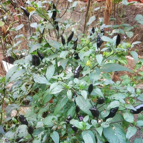 Royal Black Mulaku Seeds | Black Chilli - Mini's Lifestyle Store- Buy Seeds in India