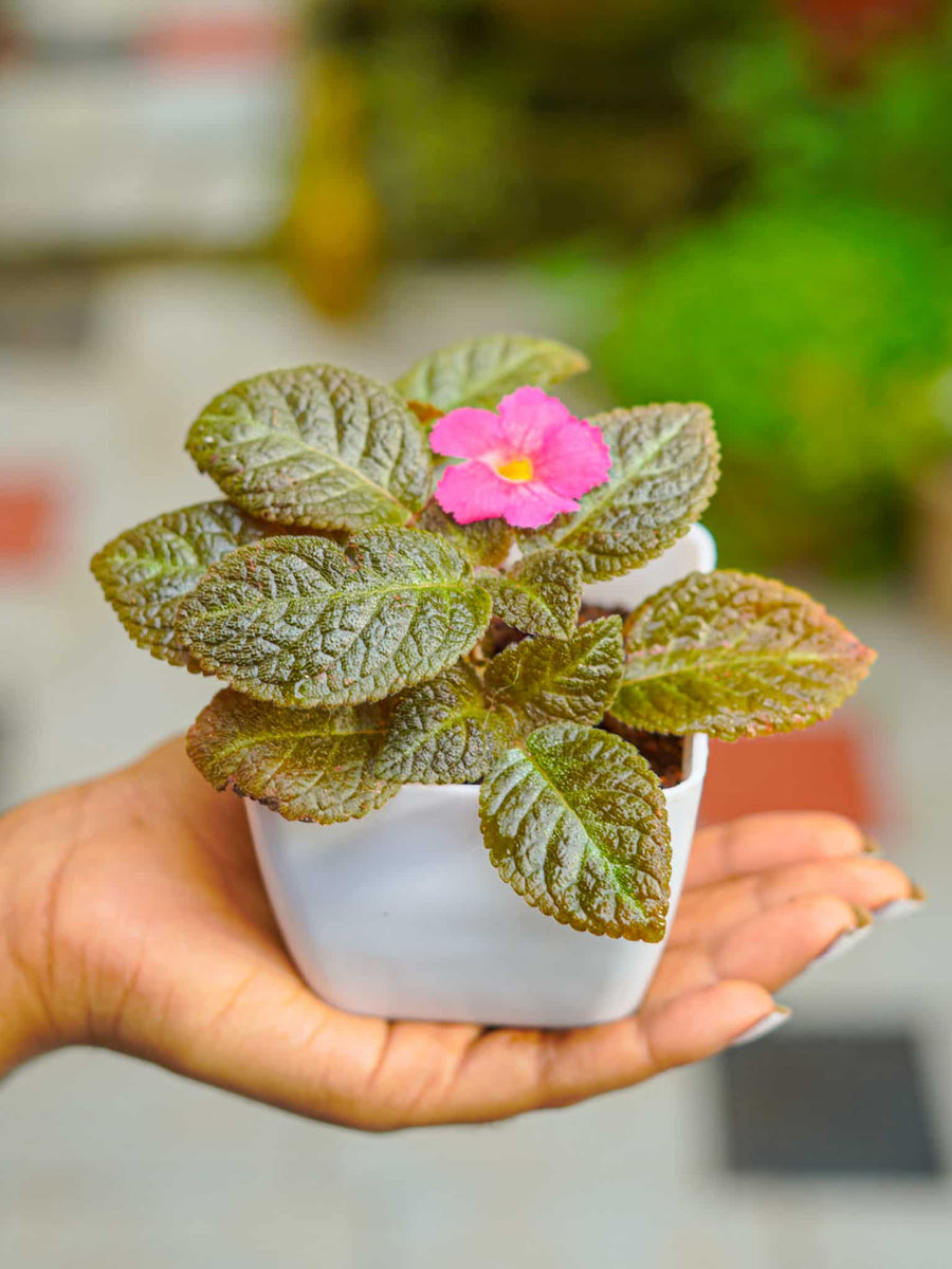 Syngonium Weindlandii in Small Table Top Pot Buy Indoor Plant Online