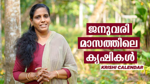 ജനുവരി മാസത്തിലെ കൃഷികൾ | What to plant in January | Krish Calendar | Minis Lifestyle