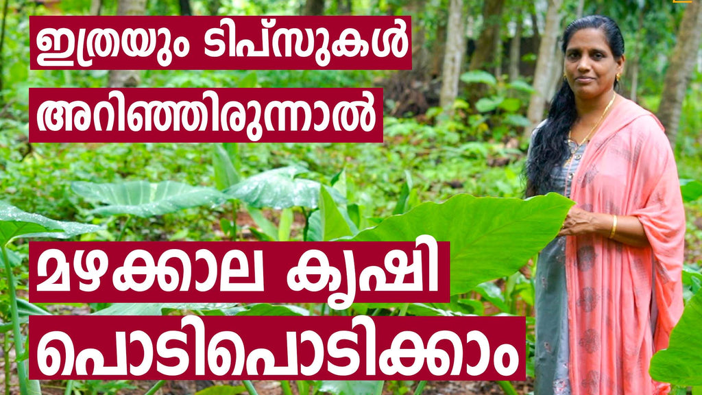 മഴക്കാല കൃഷി പൊടിപൊടിക്കാം | Monsoon Farming Tips in Malayalam