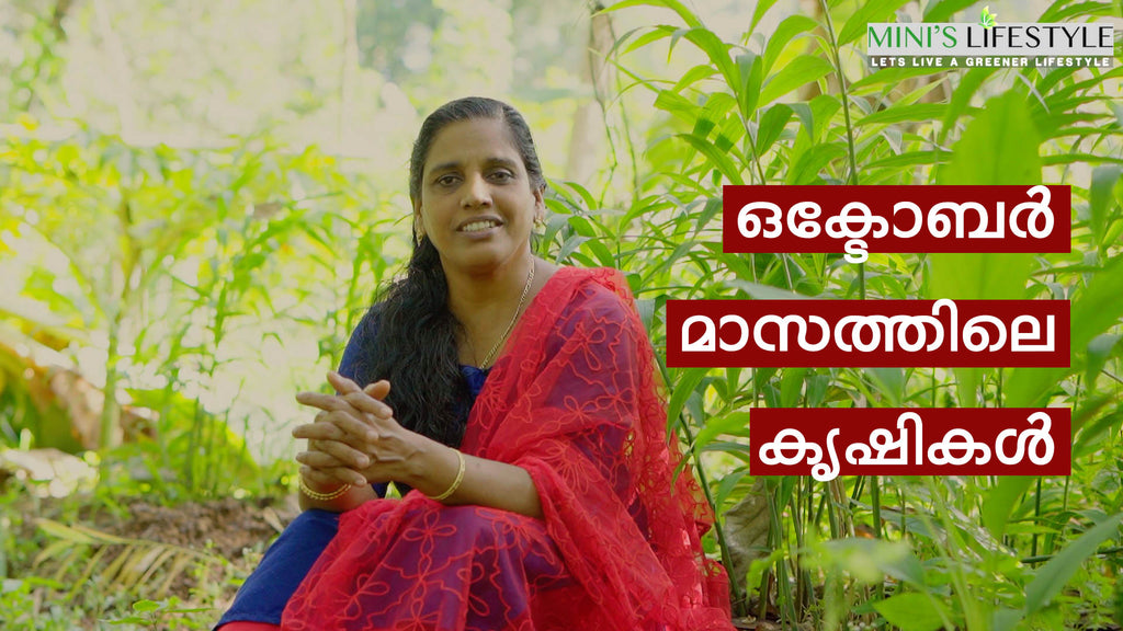 What to Plant in October | ഒക്ടോബർ മാസത്തിലെ കൃഷികൾ | Krishi Calender