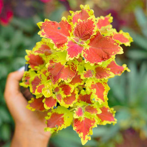 Live Plants
