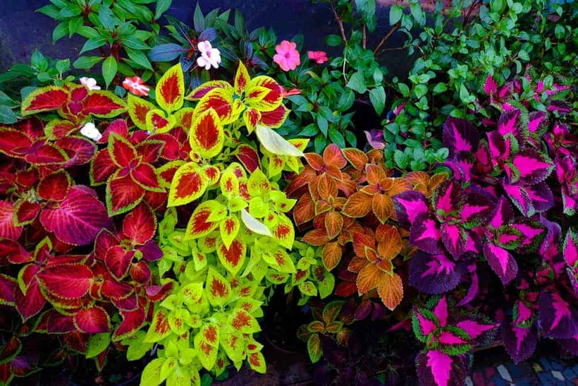Plants