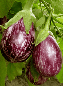 Vegetable Seeds