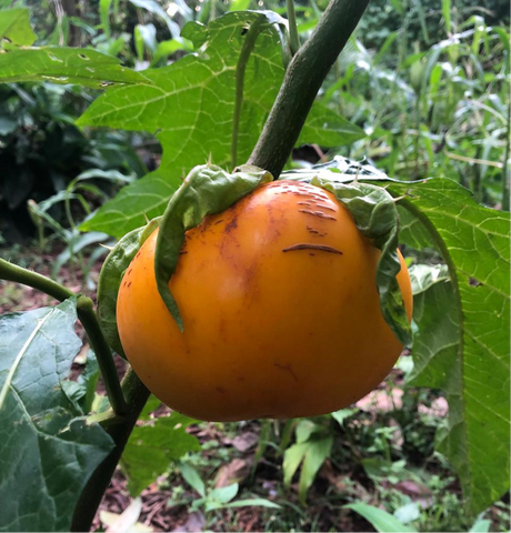 Hybrid Thakkali Vazhuthana Seed | Hybrid Tomato Brinjal