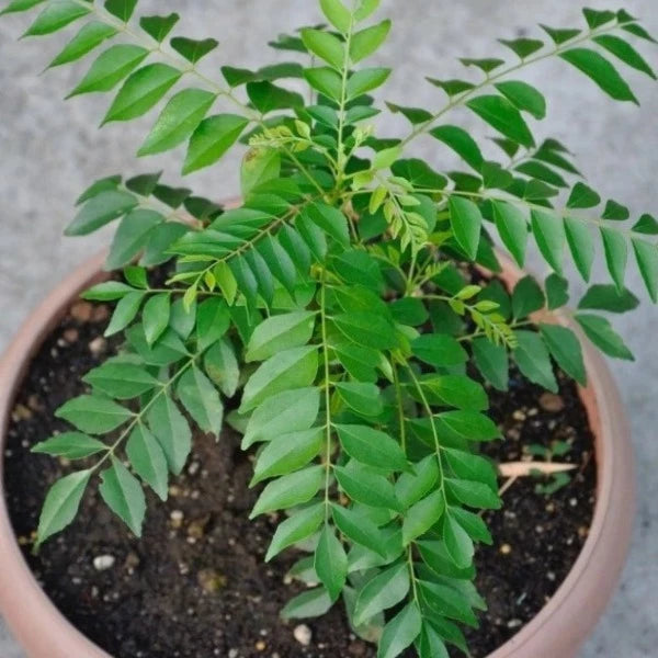 Curry Leaves , Kuriveppila Seeds