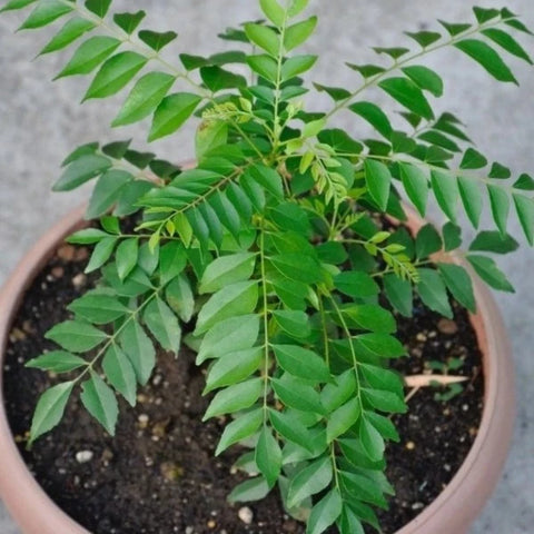 Curry Leaves , Kuriveppila Seeds