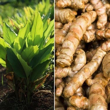 turmeric plant seeds Manjal Podi Organic
