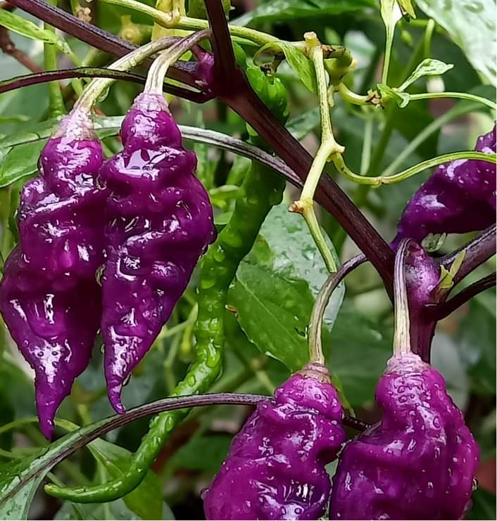Violet Color Chilli Violet Chilli | Violet Mulaku Seeds – Mini's Lifestyle Store
