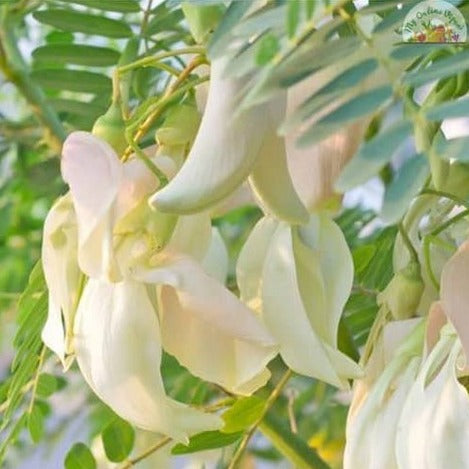 Agathi Cheera White Seeds | Amaranthus