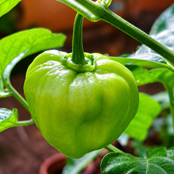 Apple Mulaku | Gundur Chilli Seeds
