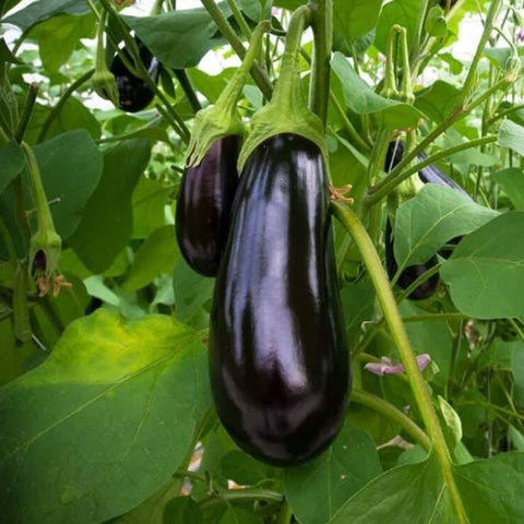 Black Oval Vazhuthana Brinjal Seed