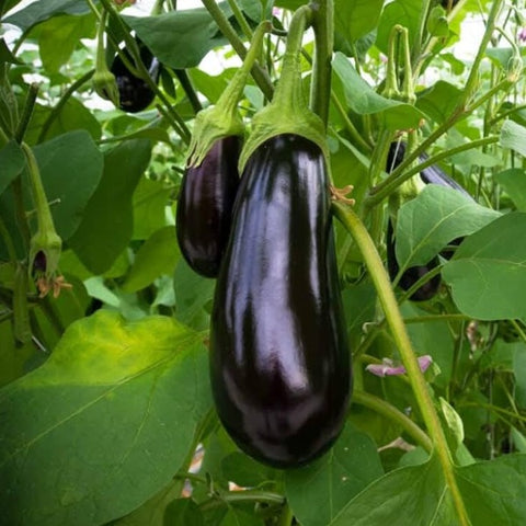 Black Oval Vazhuthana Brinjal Seed | Egg Plant