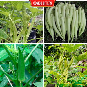 4 in 1 Vegetable Seeds Combo CB3