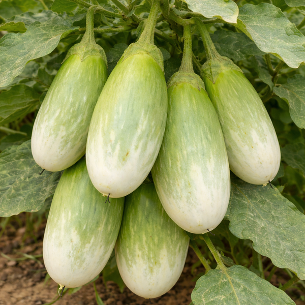 Green White Oval Vazhuthana Seeds | Brinjal Egg Plant Seeds