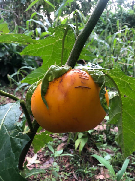 Hybrid Thakkali Vazhuthana Seed | Hybrid Tomato Brinjal