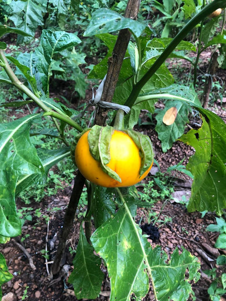 Hybrid Thakkali Vazhuthana Seed | Hybrid Tomato Brinjal
