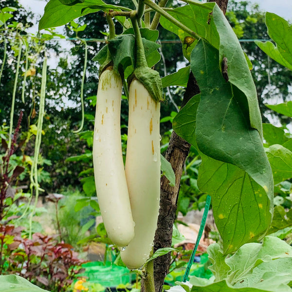 Malagha Vazhuthana Seeds | Brinjal - Mini's Lifestyle Store- Buy Seeds in India