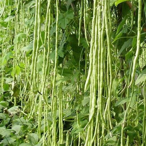 Green long Payar Seeds ( Deepika ) - Mini's Lifestyle Store- Buy Seeds in India