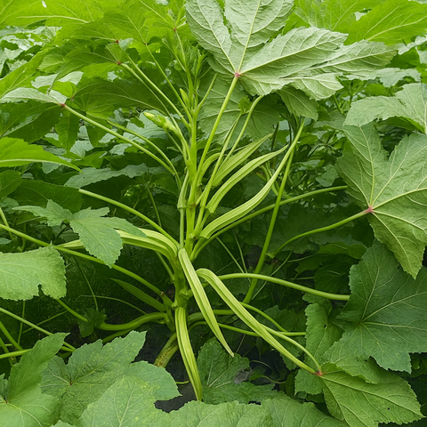 Mangalapuram Ooruvenda Venda | Ladies Finger Seeds | Okra