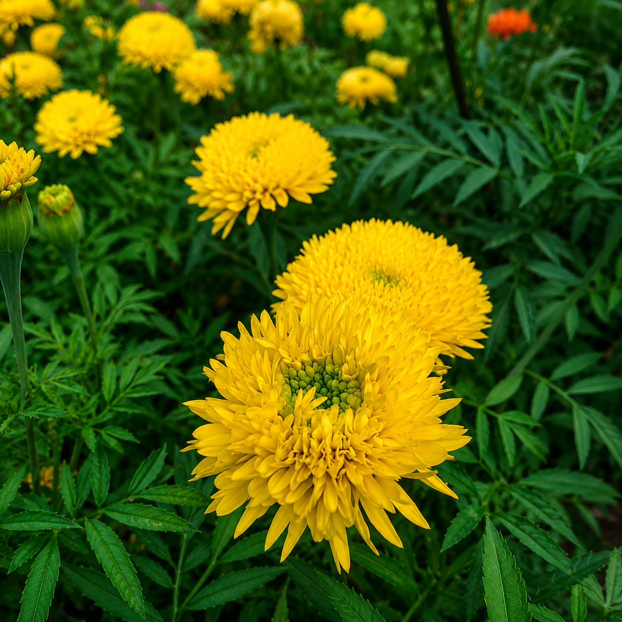 mexican marigold seeds Mexican Marigold Yellow | അരിബന്ധി മഞ്ഞ