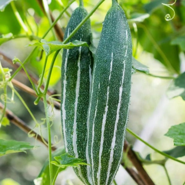 Neelan Padavalam Seeds | Long Snake Gourd - Mini's Lifestyle Store- Buy Seeds in India