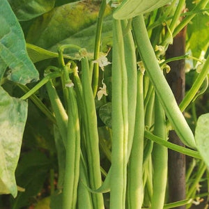 Kutti Beans ( Suvidha )| Bush Beans Seeds