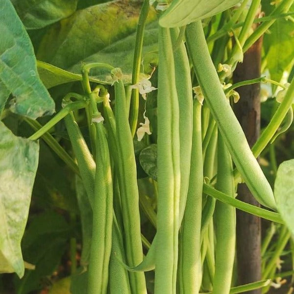 Kutti Beans ( Komal )| Bush Beans Seeds