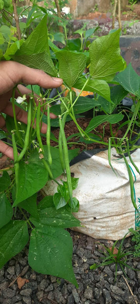 Kutti Beans ( Komal )| Bush Beans Seeds
