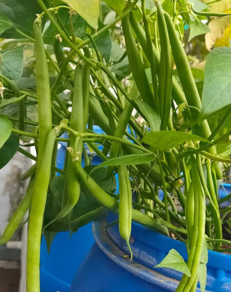 Kutti Beans ( Komal )| Bush Beans Seeds
