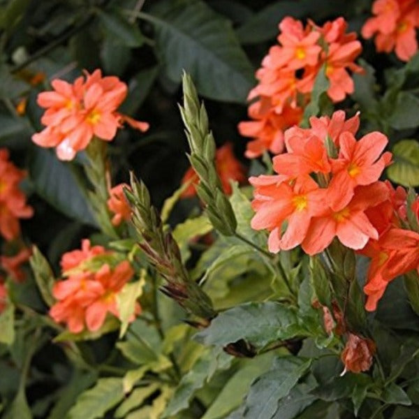 Kanakambaram, Crossandra Flower Seeds