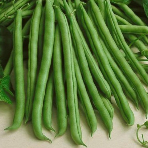 Hybrid Pandal Beans Seeds ( Green )