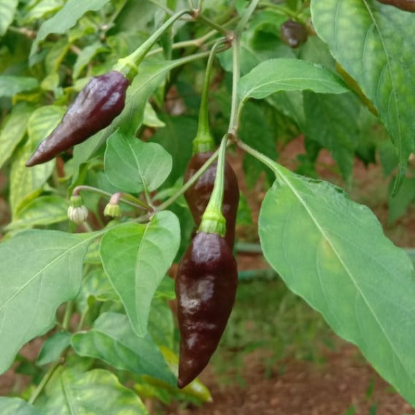 Chocolate Mulaku | Chocolate Chilli Seedsh