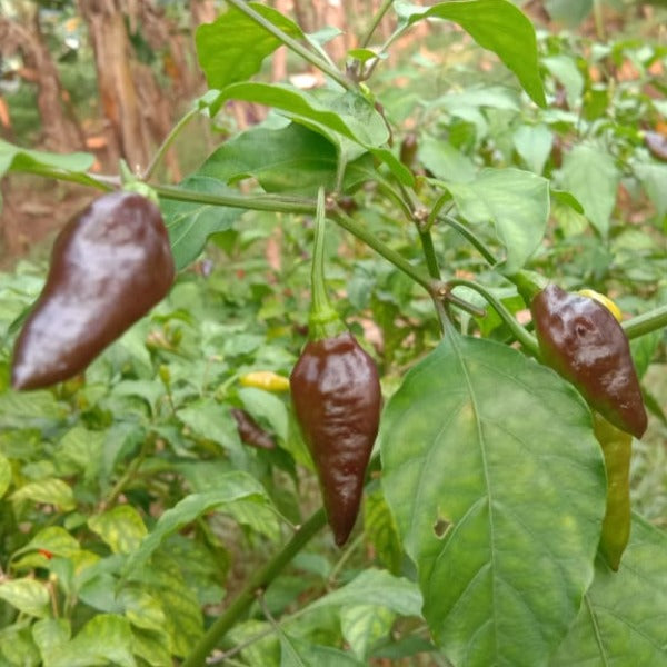 Chocolate Mulaku | Chocolate Chilli Seedsh