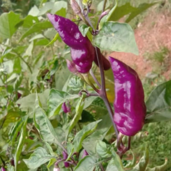 Violet Color Chilli Violet Ornamental Chilli | Violet Mulaku Seeds – Mini's Lifestyle Store