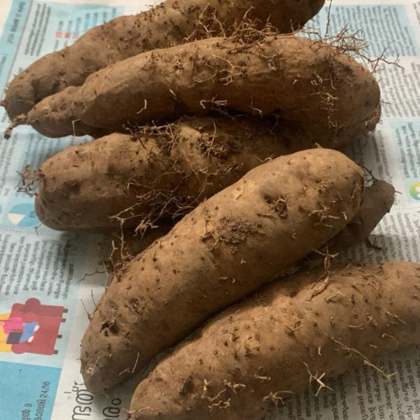 Cheru kizhang Vithu 800g