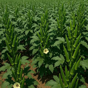 Samrat Venda | Ladies Finger Seeds | Okra