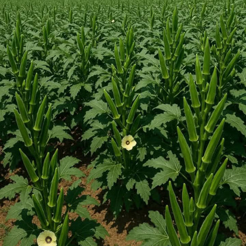 Samrat Venda | Ladies Finger Seeds | Okra