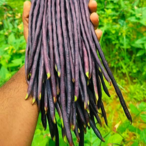 Girija Violet Kutti Payar Seeds