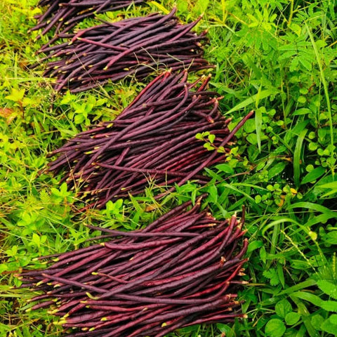 Girija Violet Kutti Payar Seeds