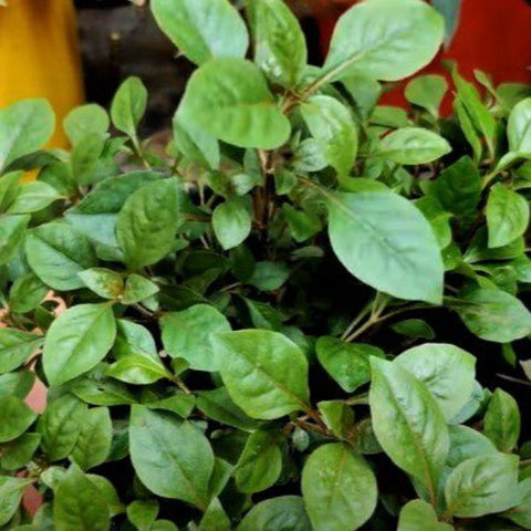 Ponnankanni Cheera Plant (Set of 3 Plants )