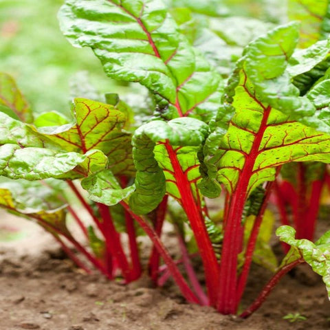 Swiss Chard Red Seeds