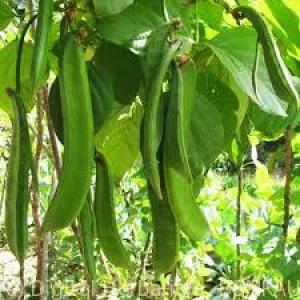 Valari Payar White Seeds | Sword Beans - Mini's Lifestyle Store- Buy Seeds in India