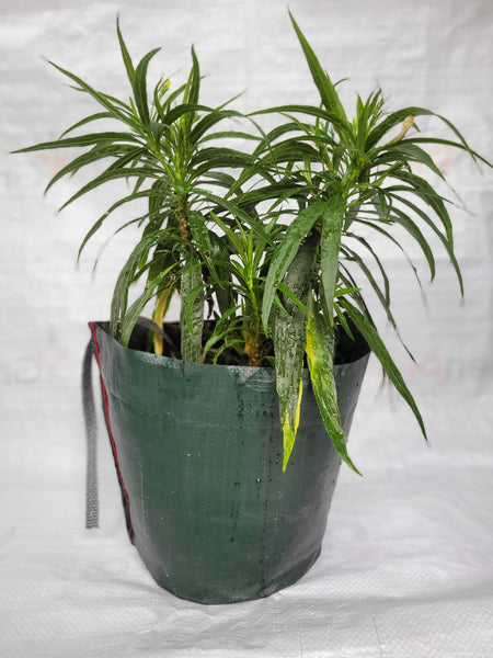 Pot Shaped Plant Pouches ( Pack of 18 ) : Crater Supple bags 220 GSM