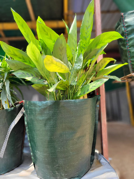 Pot Shaped Plant Pouches ( Pack of 6 ) : Crater Supple bags 220 GSM