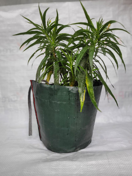 Pot Shaped Plant Pouches ( Pack of 6 ) : Crater Supple bags 220 GSM