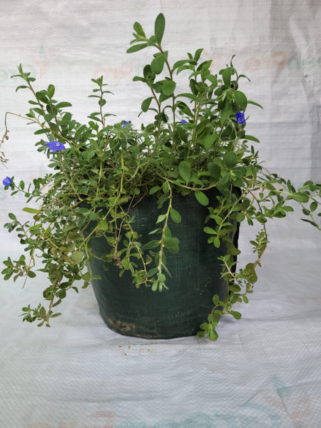 Pot Shaped Plant Pouches ( Pack of 6 ) : Crater Supple bags 220 GSM