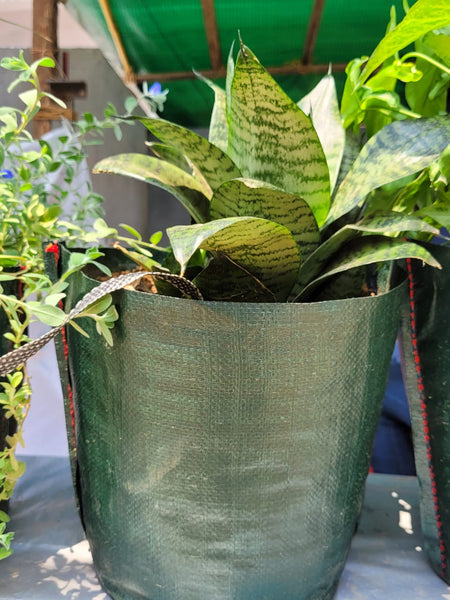 Pot Shaped Plant Pouches ( Pack of 6 ) : Crater Supple bags 220 GSM